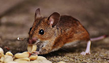 24 Hour & Emergency Exterminators in Lutherville Timonium, MD